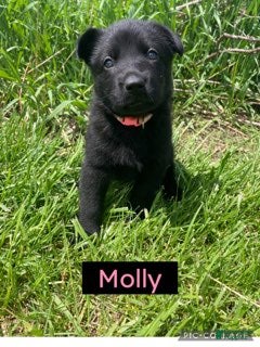German Shepherd dogs for sale: German Shepherd (Molly) - Ad 4