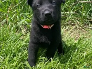 German Shepherd dogs for sale: German Shepherd (Molly) - Ad 4