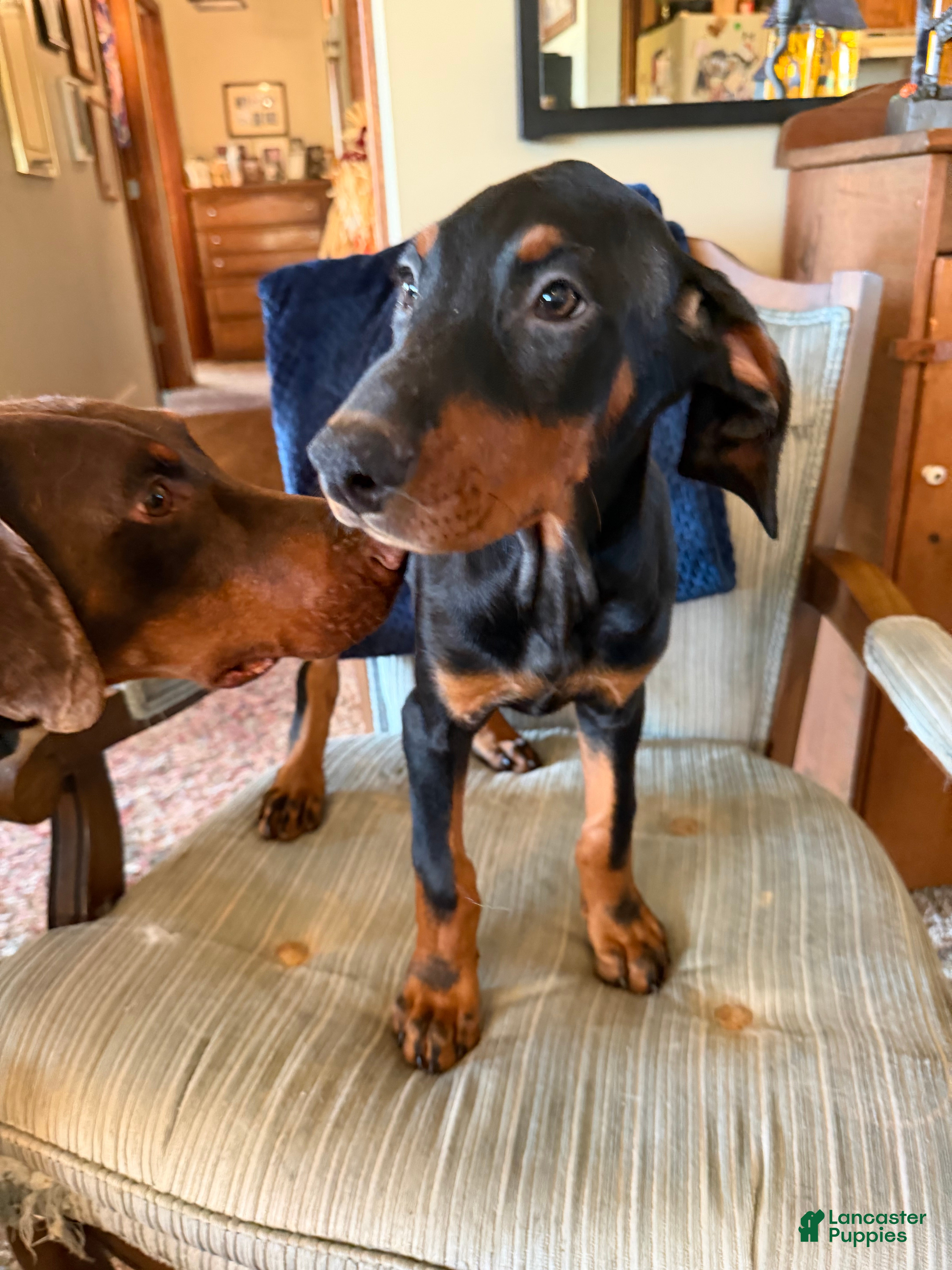 Doberman Pinscher dogs Doberman Pinscher 8 - Ad 2