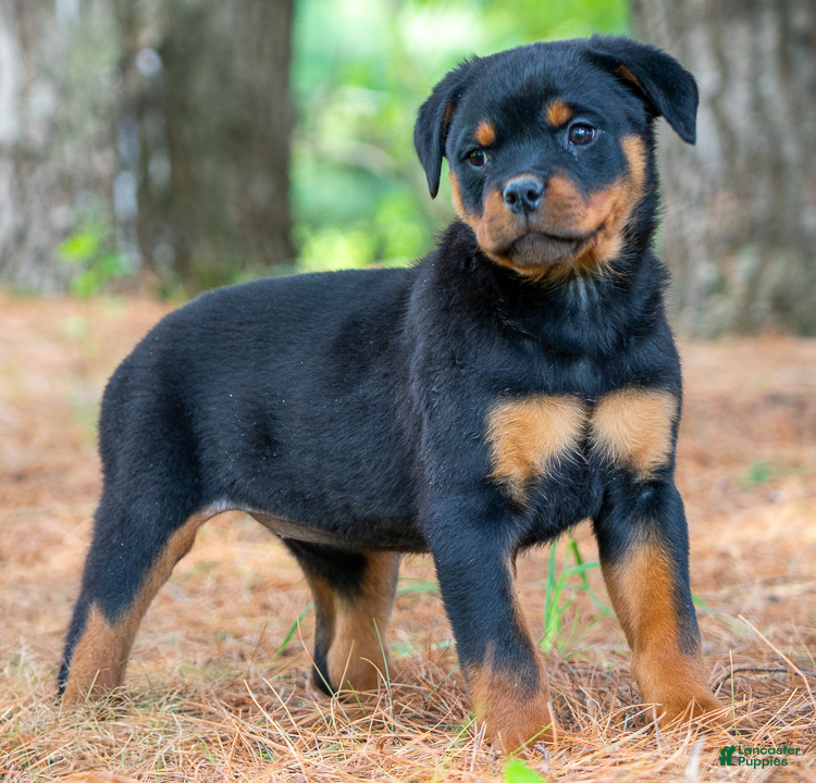 Rottweiler dogs Indigo - Ad 2