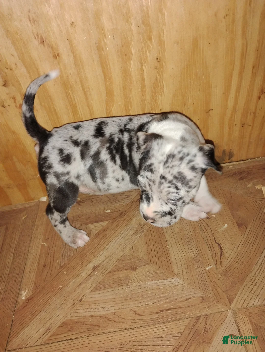 American Bully dogs for sale: American Bully Puppy 6 - Ad 3