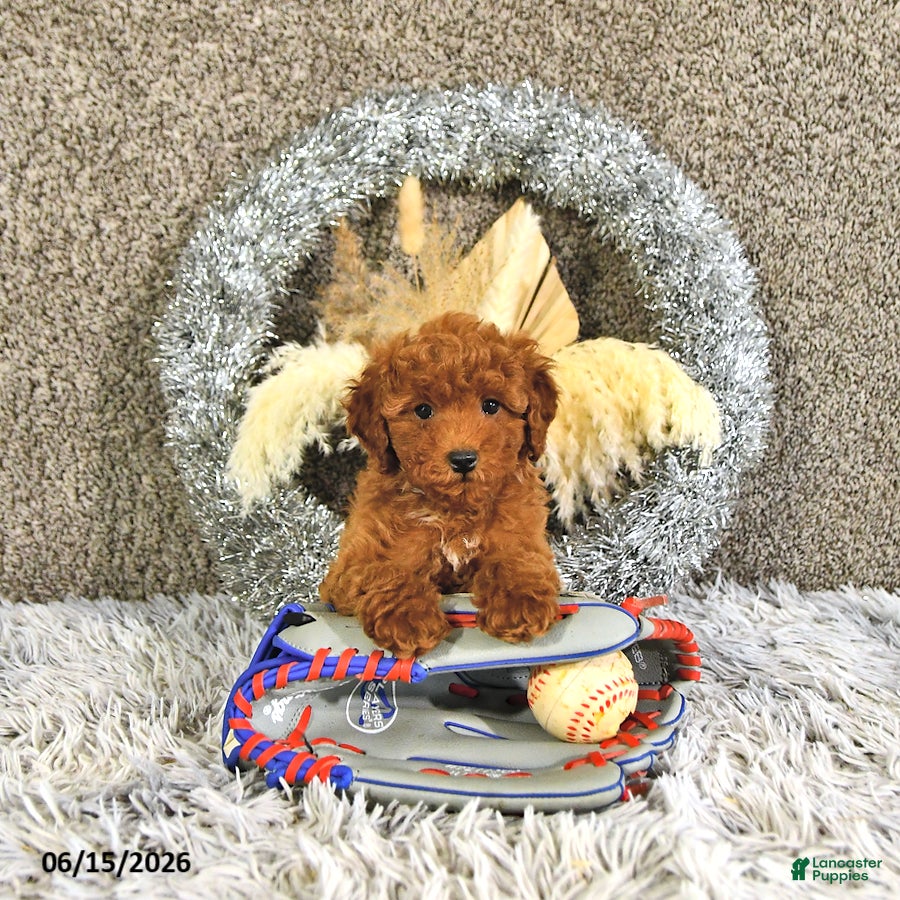 Toy Poodle dogs Jacoby - Ad 2