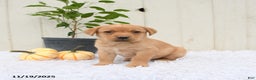 Labrador Retriever dogs for sale: Roxy - Ad 4