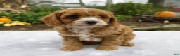 Cavapoo dogs for sale: Theo - Ad 2