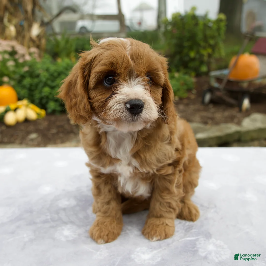 Cavapoo dogs for sale: Theo - Ad 2