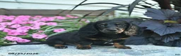 Miniature Dachshund dogs for sale: Boots  - Ad 3