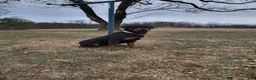 Rottweiler dogs for sale: Raven - Ad 8