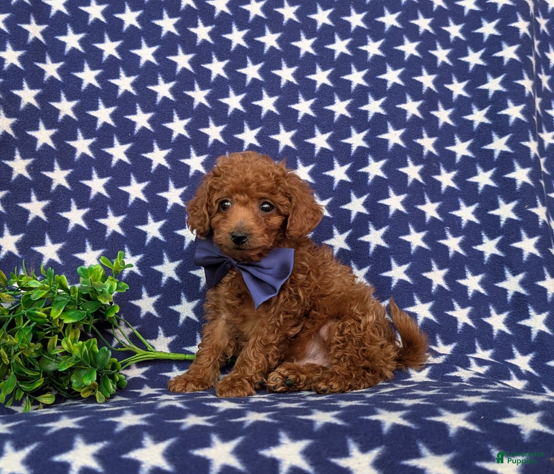 Toy Poodle dogs for sale: Tobias - Ad 5