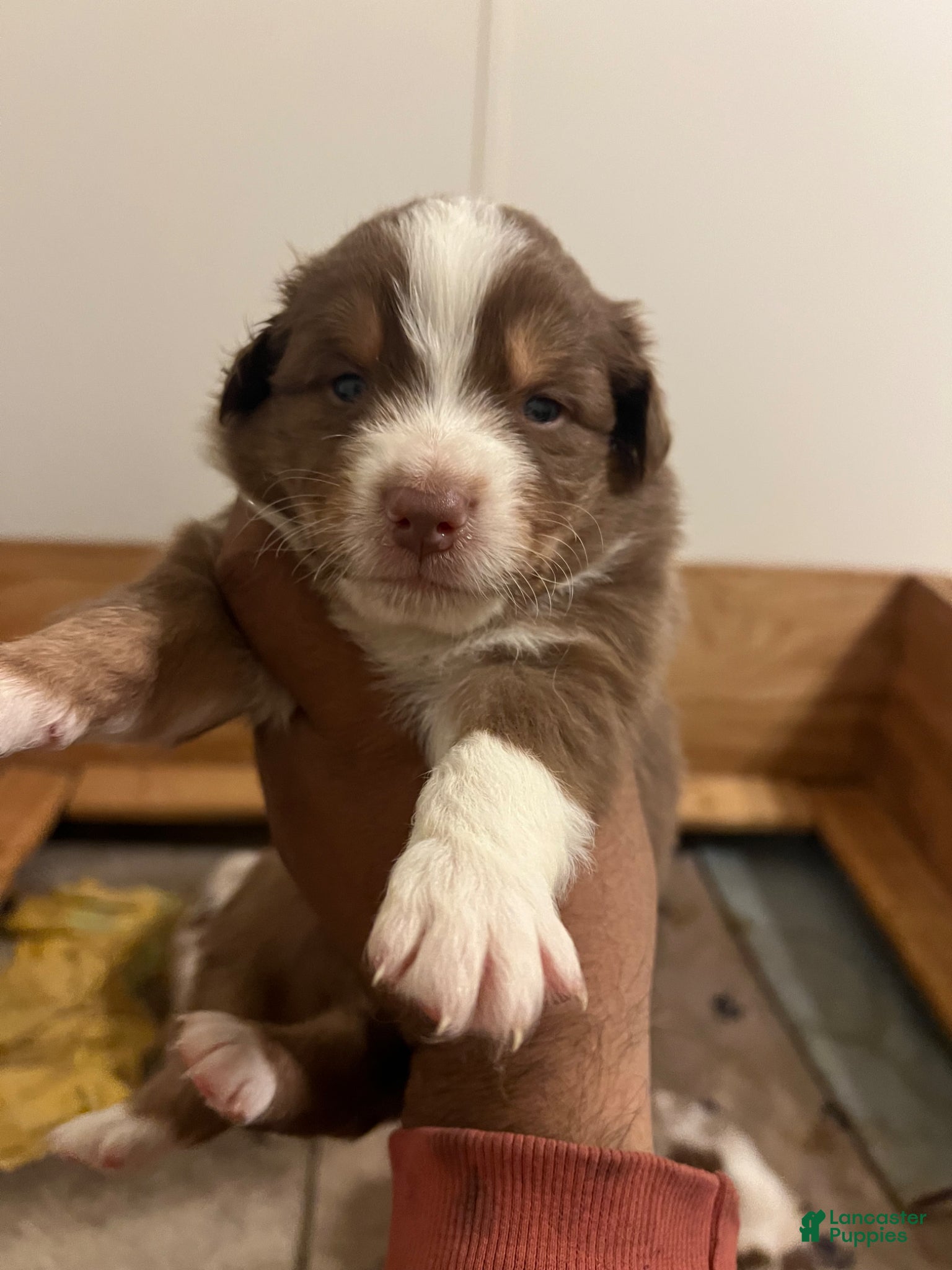 Australian Shepherd dogs Australian Shepherd Puppy 4 - Ad 13