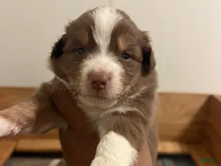 Australian Shepherd dogs Australian Shepherd Puppy 4 - Ad 15