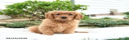 Miniature Golden Retriever dogs for sale: Jayden - Ad 3
