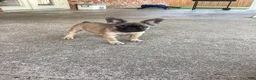 French Bulldog dogs for sale: French Bulldog 1 - Ad 6