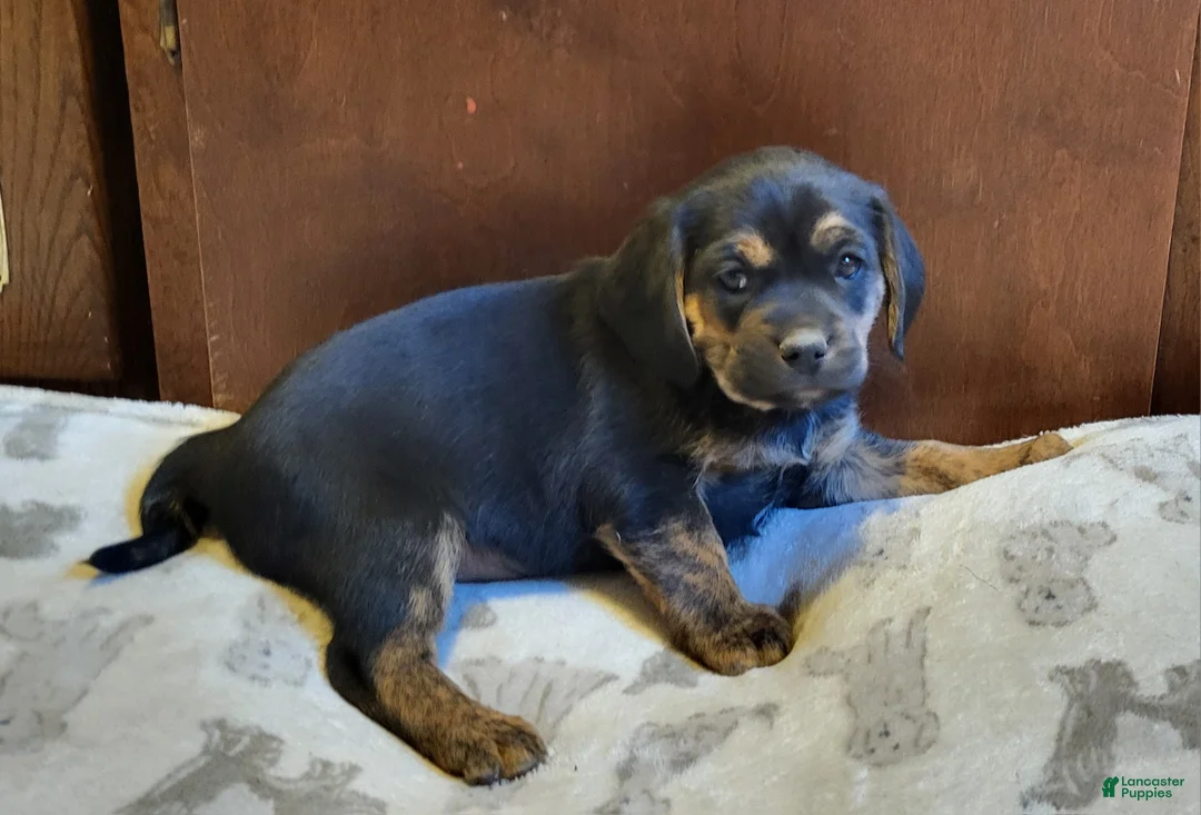 Puggle dogs for sale: Lizzy - Ad 4