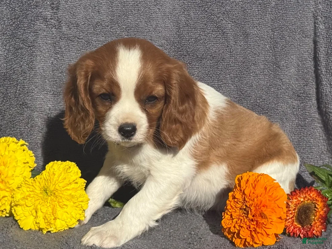 Cavalier King Charles Spaniel dogs for sale: Bonnie - Ad 4