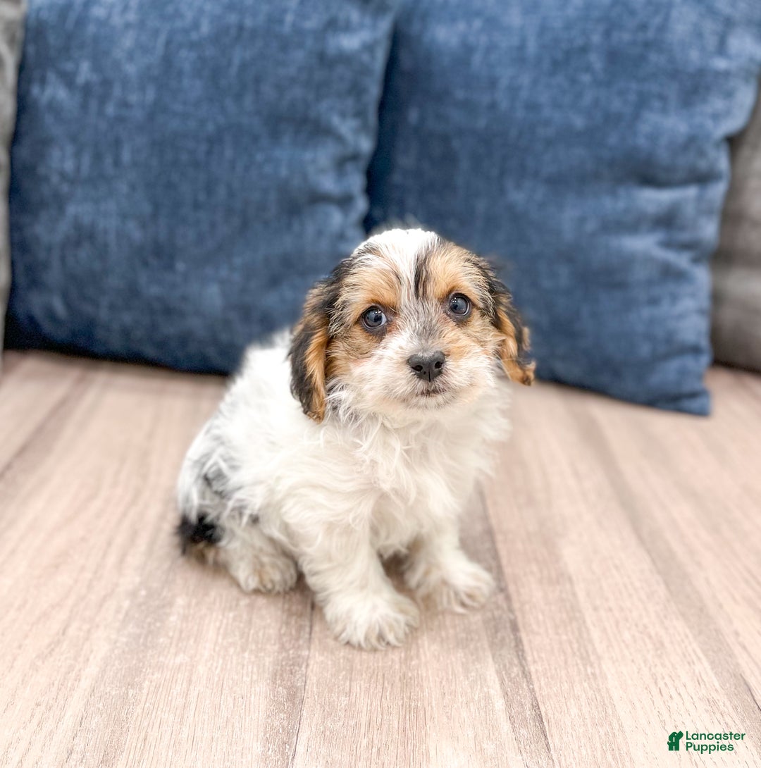 Yorkiepoo dogs for sale: Cash - Ad 2