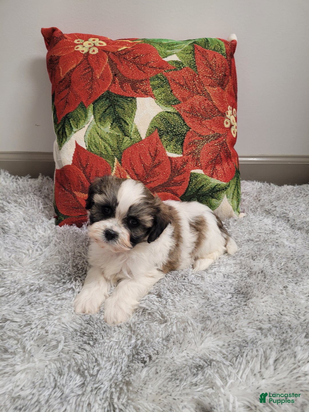 Teddy Bear dogs for sale: Brandon - Ad 6