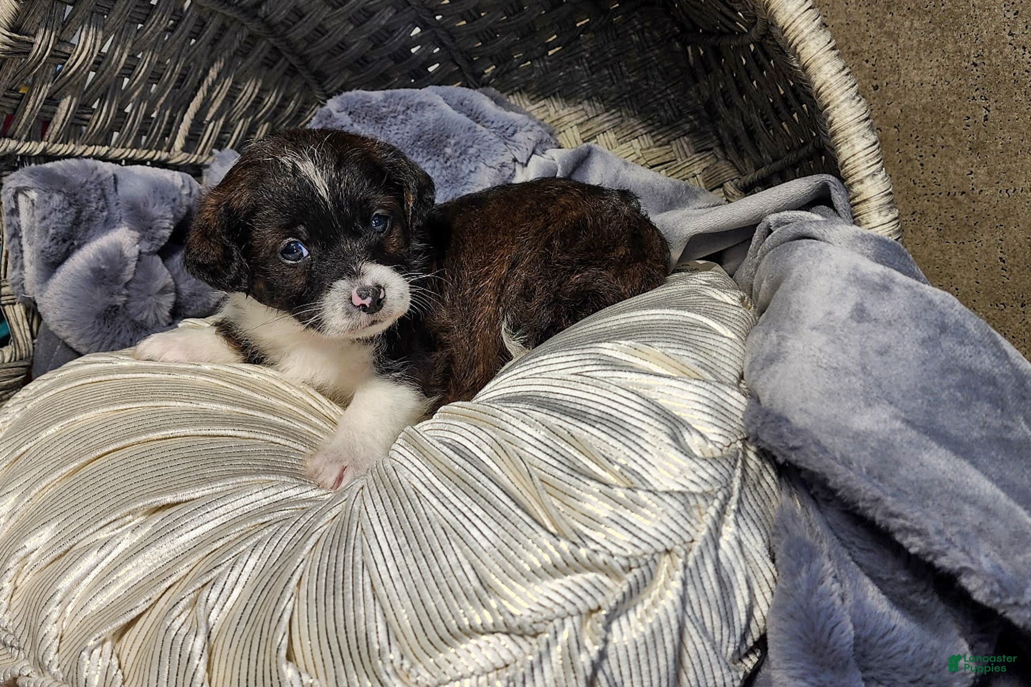 Aussiedoodle dogs Rowan - Ad 1