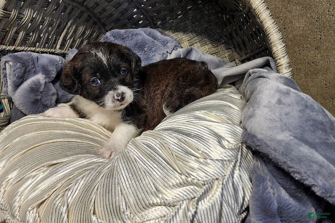 Aussiedoodle dogs for sale: Rowan - Ad 1