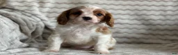 Cavalier King Charles Spaniel dogs for sale: Tommy - Ad 9