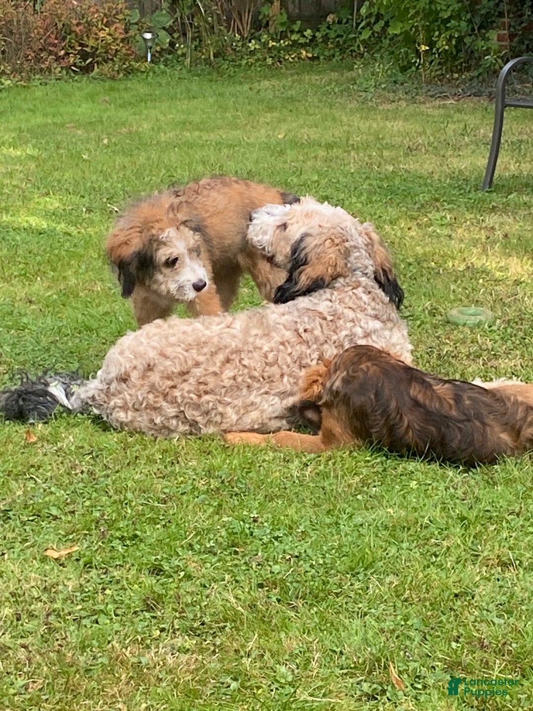 Bernedoodle dogs for sale: Harriet  - Ad 15