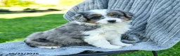 Miniature Australian Shepherd dogs for sale: Maverick - Ad 1