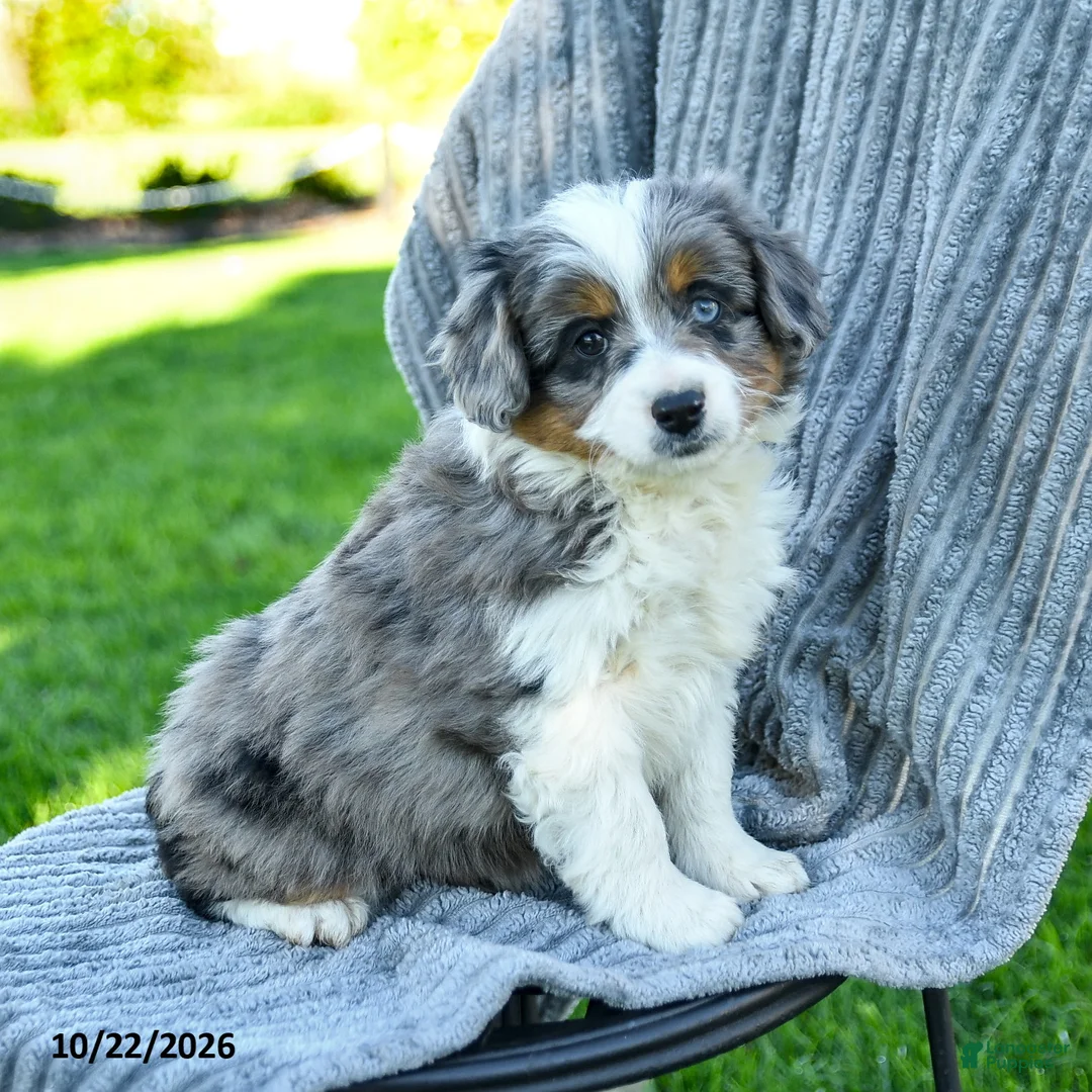 Miniature Australian Shepherd dogs for sale: Maverick - Ad 1