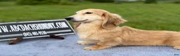 Miniature Dachshund dogs for sale: Cream - Ad 8