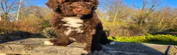 Portuguese Water Dog dogs for sale: Flash - Ad 11