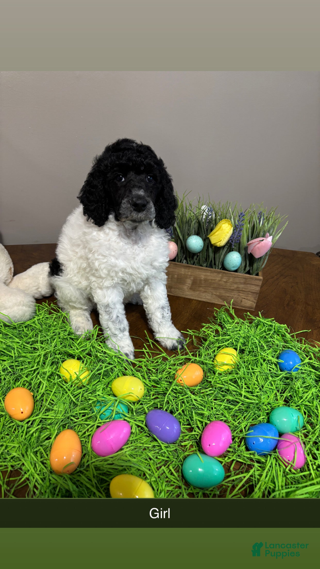 Standard Poodle dogs Callie - Ad 1