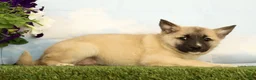 Mixed Breed dogs for sale: Kaia - Ad 4