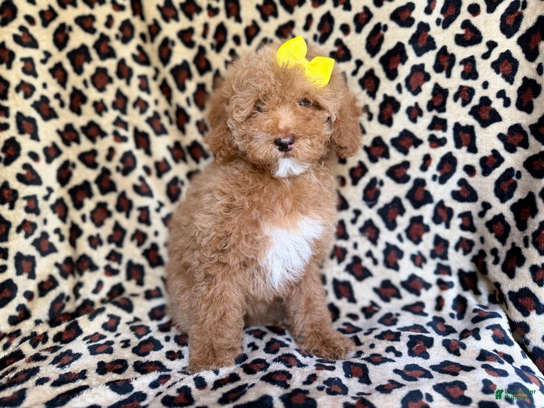 Cockapoo dogs for sale: Maya - Ad 1