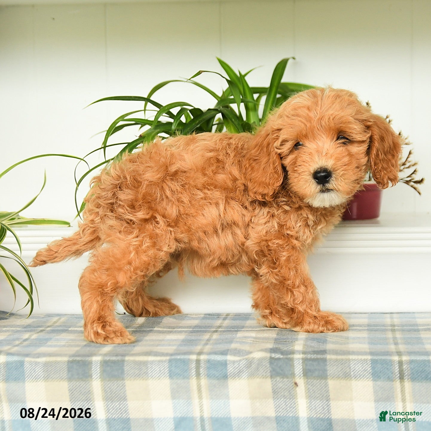 Mini Goldendoodle dogs Tommy - Ad 1