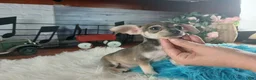 Chihuahua dogs for sale: Brown tan boy chi. Hand delivery  - Ad 6