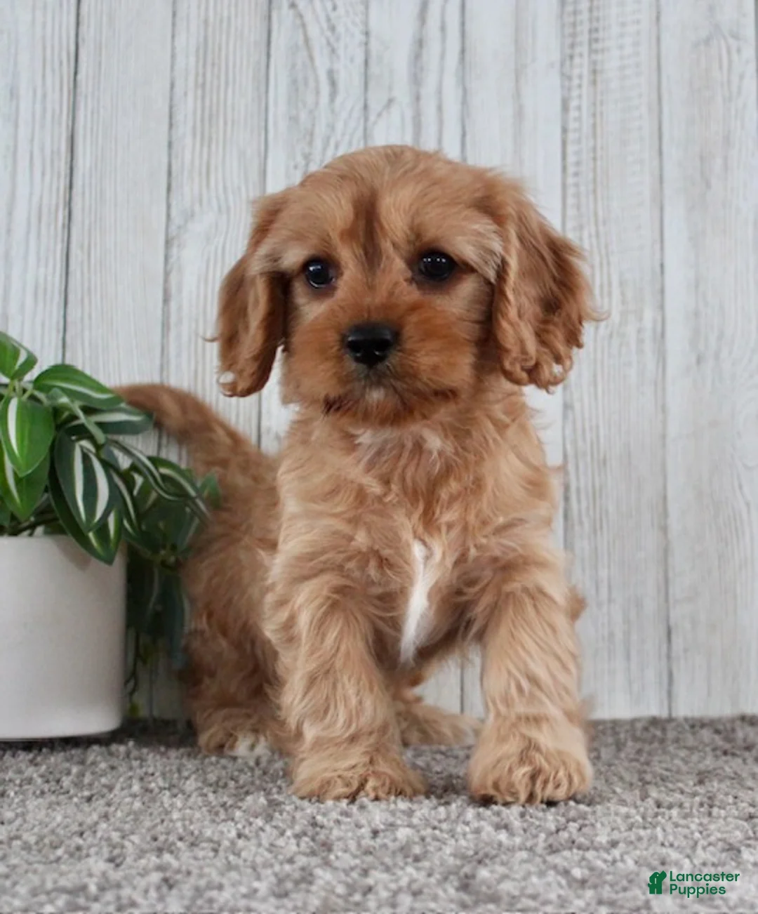 Cavapoo dogs for sale: Ginger - Ad 5