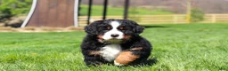 Bernese Mountain Dog dogs for sale: Florence - Ad 15