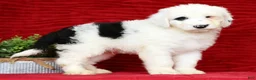 Sheepadoodle dogs for sale: Turbo - Ad 1