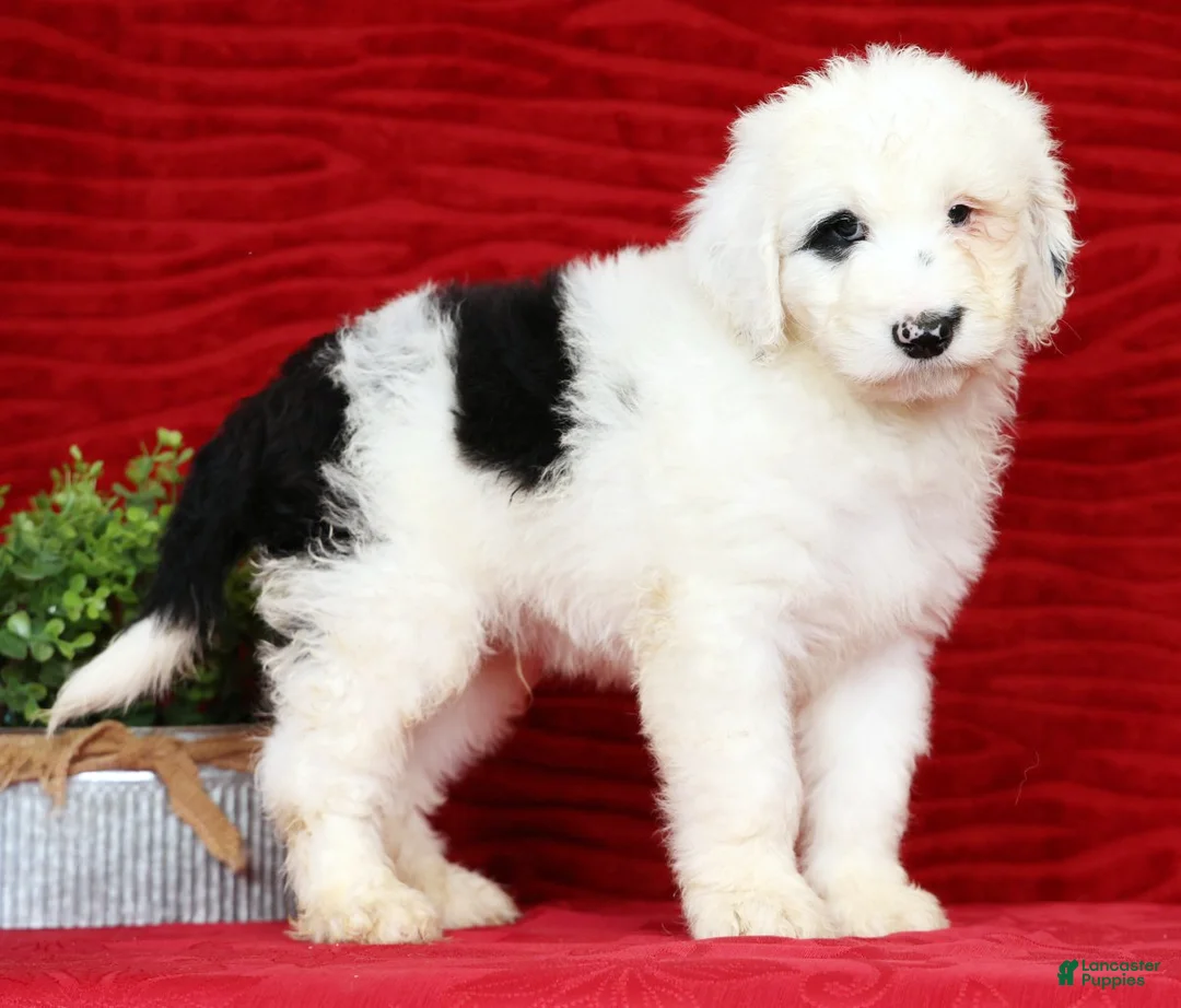 Sheepadoodle dogs for sale: Turbo - Ad 1