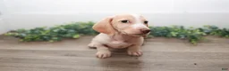 Miniature Dachshund dogs for sale: Mater - Ad 7