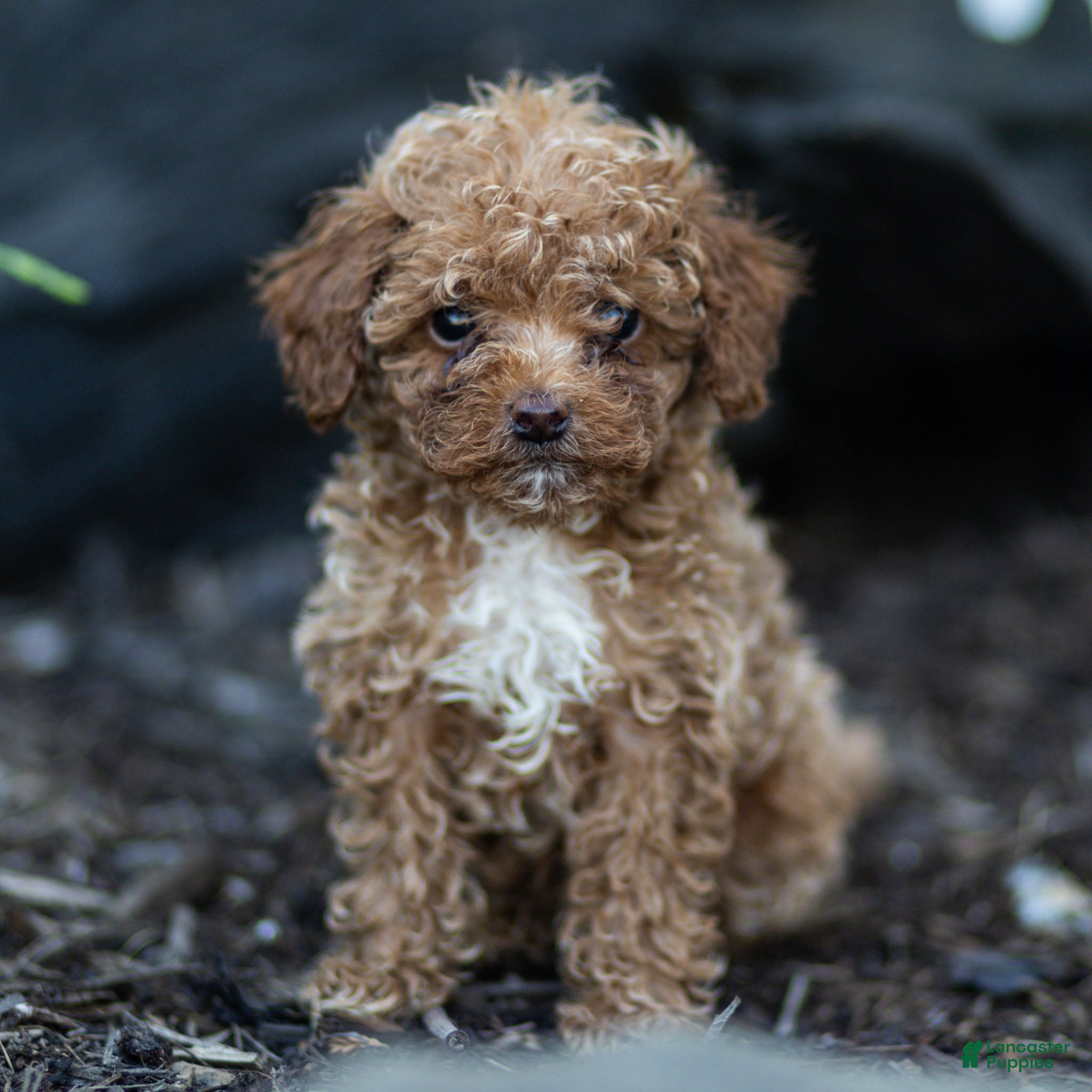 Toy Poodle dogs Guy Toy Poodle  - Ad 1