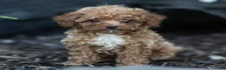 Toy Poodle dogs for sale: Guy Toy Poodle  - Ad 1