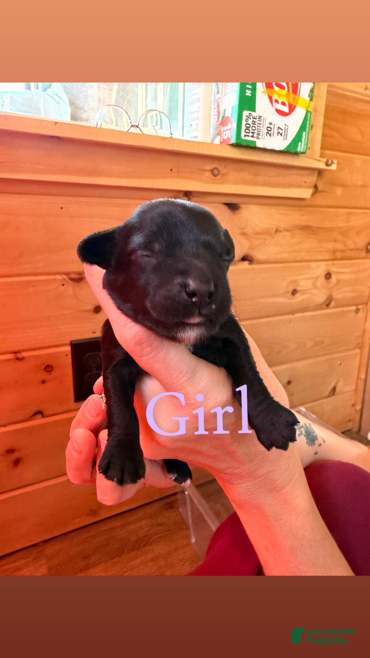 Mixed Breed dogs for sale: Mixed Breed 5 - Ad 38