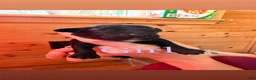 Mixed Breed dogs for sale: Mixed Breed 5 - Ad 1