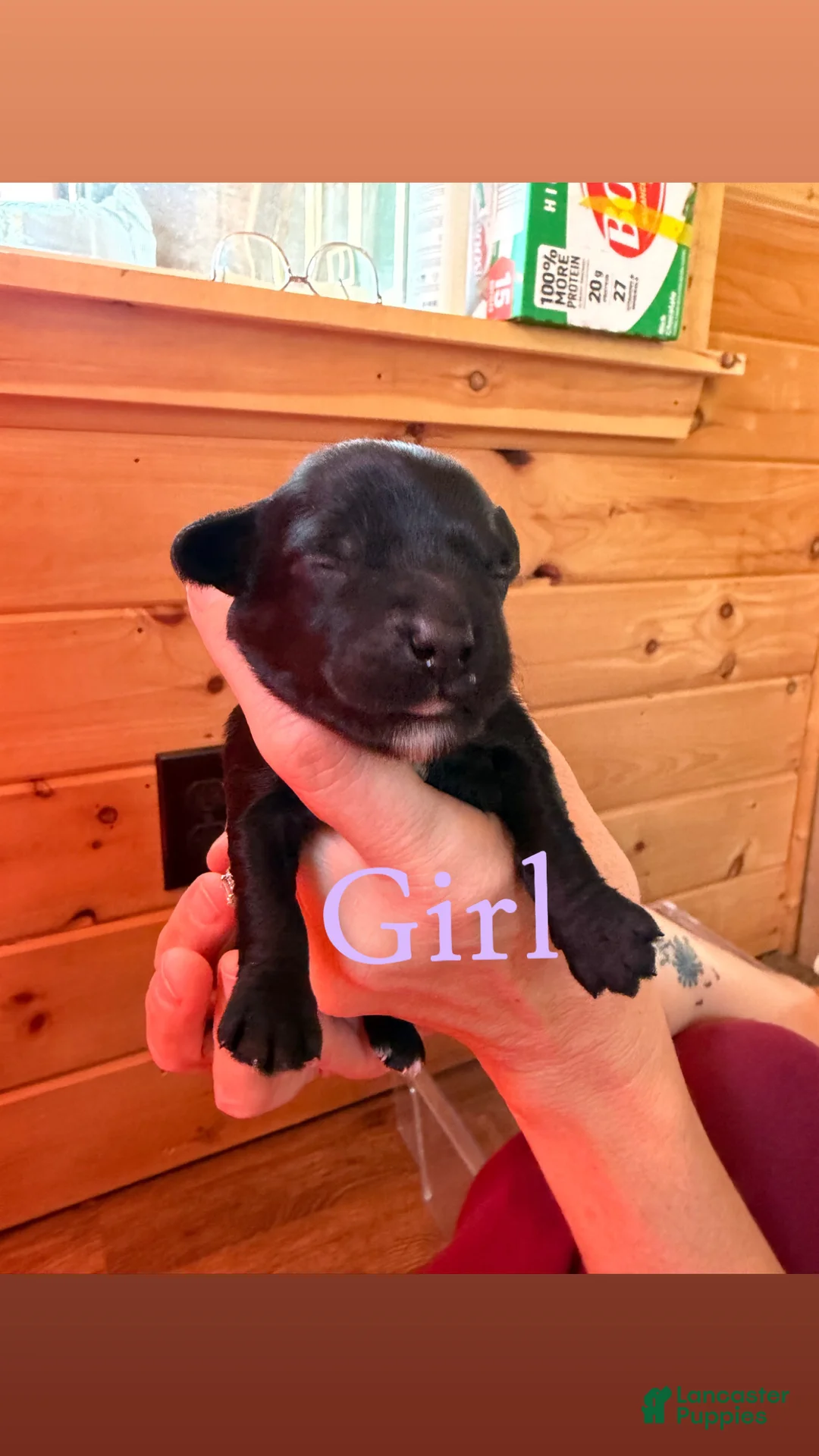 Mixed Breed dogs for sale: Mixed Breed 5 - Ad 1