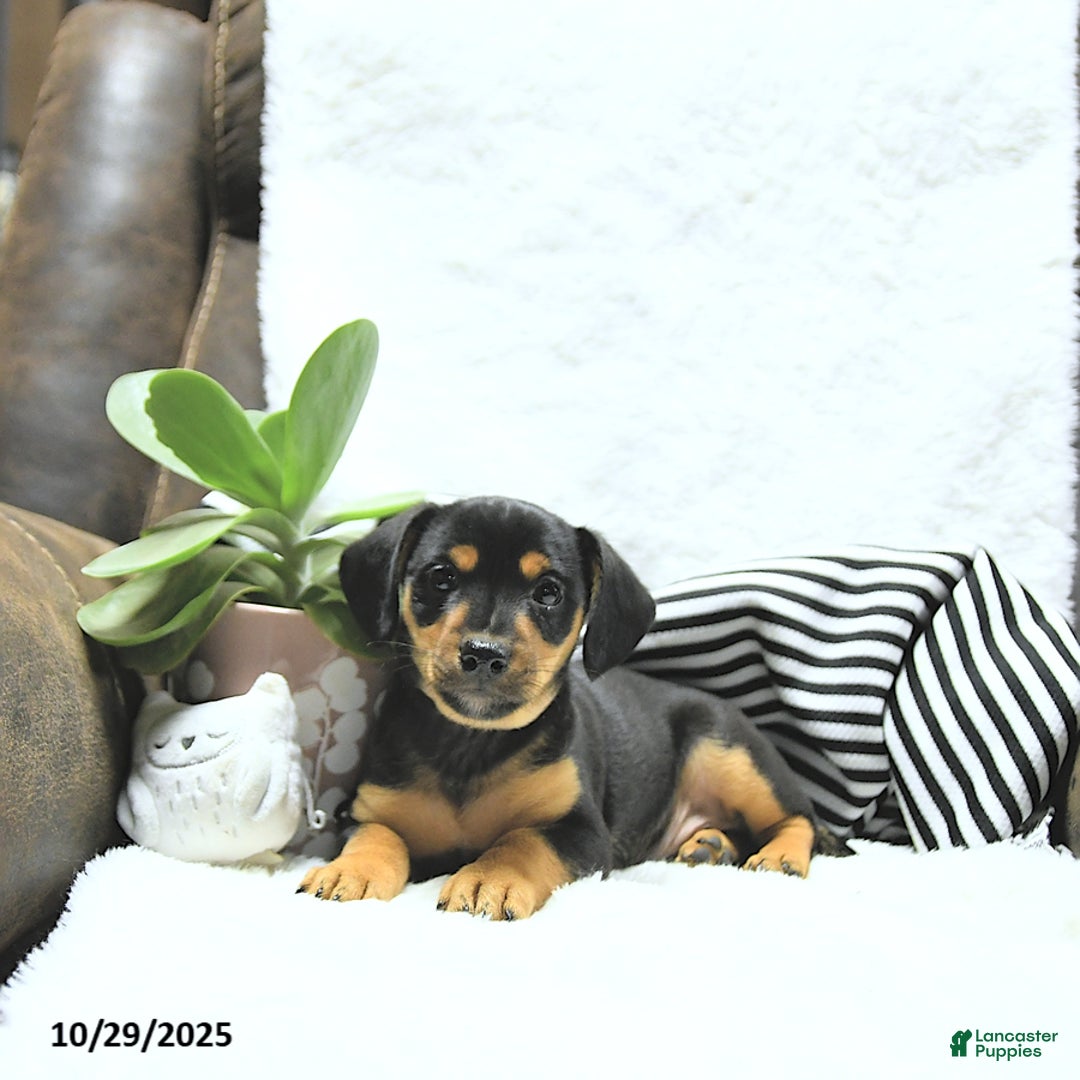 Rat Terrier Puppies for sale Lancaster Puppies