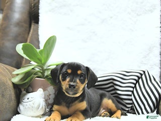 Mixed Breed dogs - Ad 19