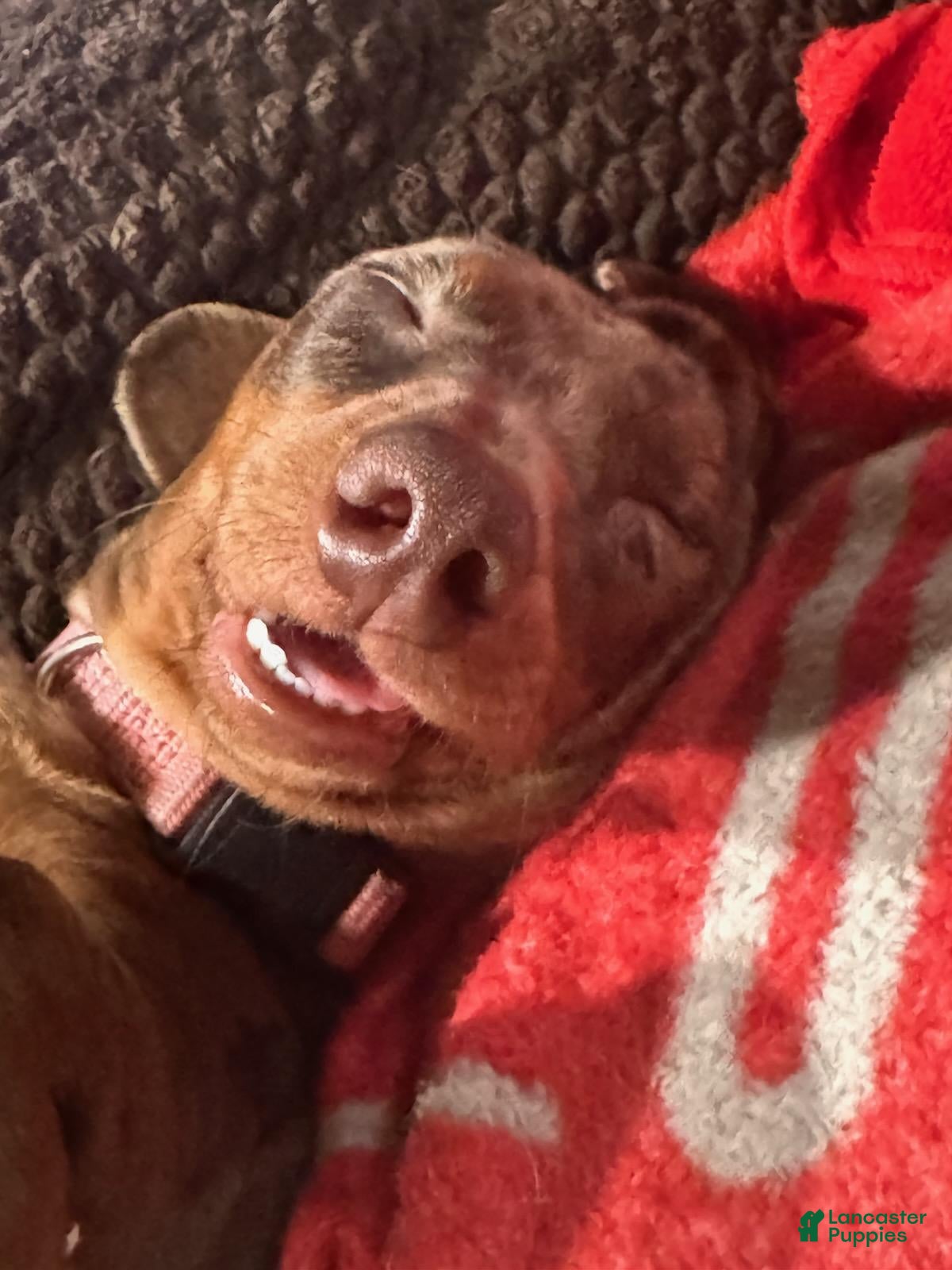 Dachshund dogs  Puppy 2 - Ad 2