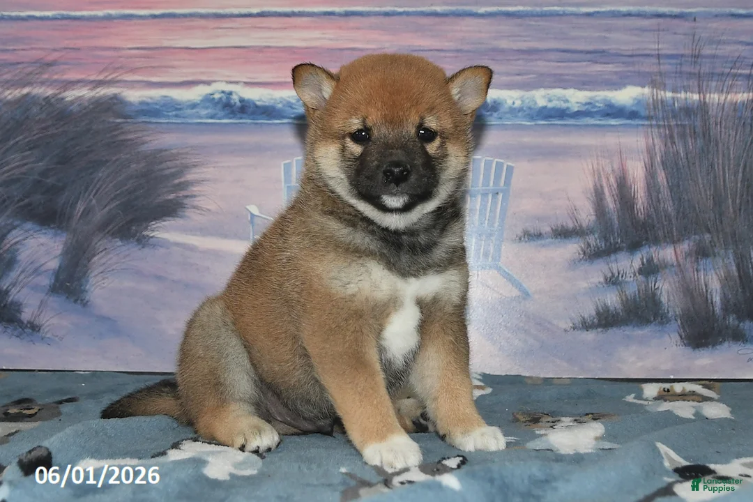 Shiba Inu dogs for sale: Sweet William - Ad 1