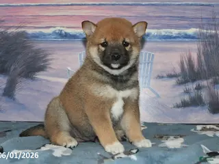 Shiba Inu dogs for sale: Sweet William - Ad 1