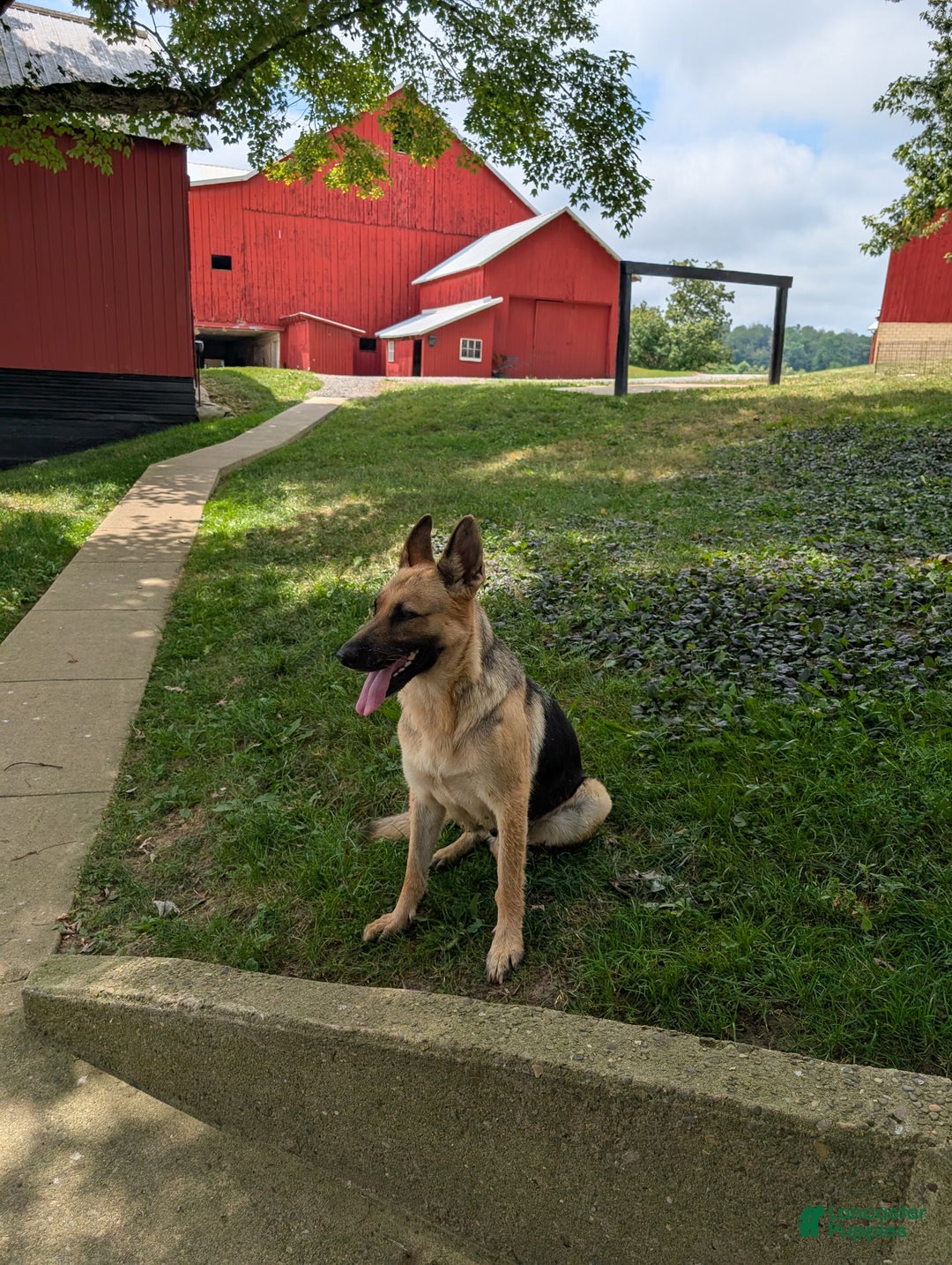 German Shepherd dogs for sale: Gail  - Ad 9