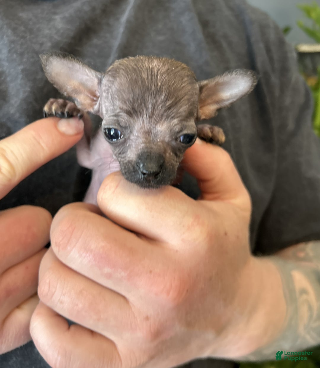 Mixed Breed dogs for sale: Mini Mouse  - Ad 3